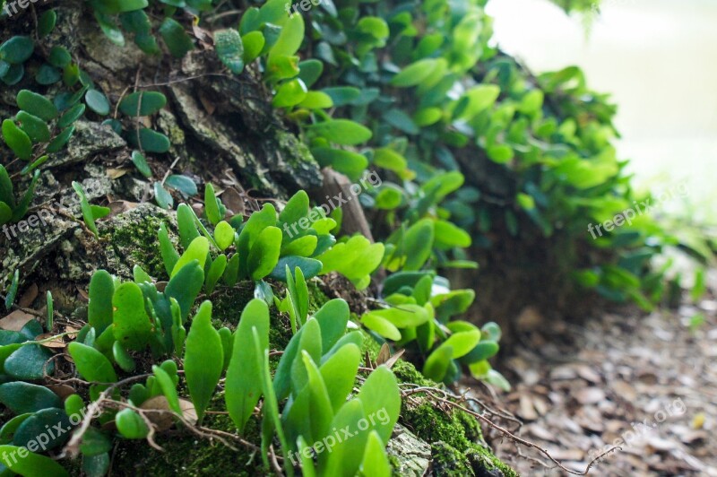 Parasite Plant Woods Na Nature Plant