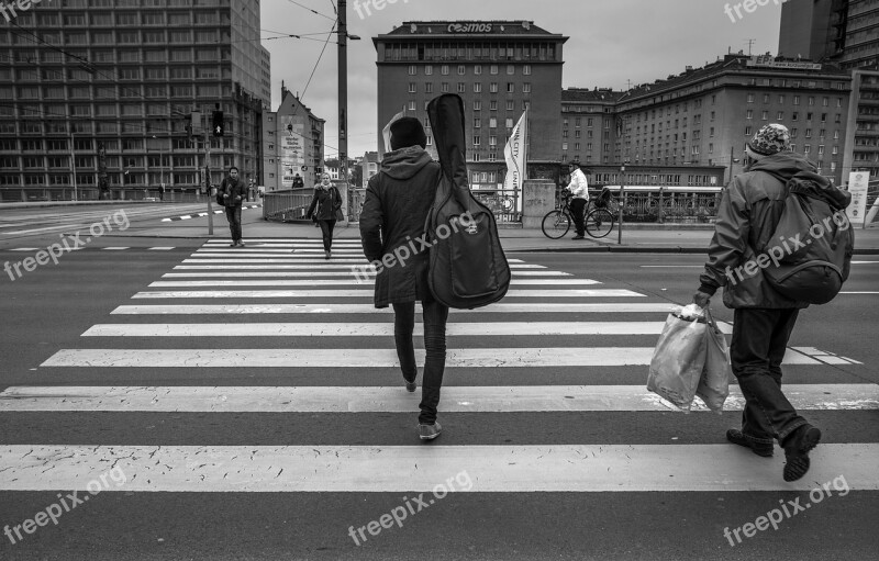 Zebra Person Crossing People Road