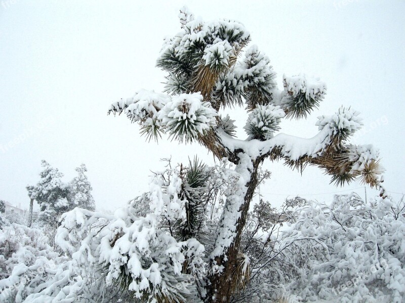 Landscape Scenic Winter Snow Joshua Tree