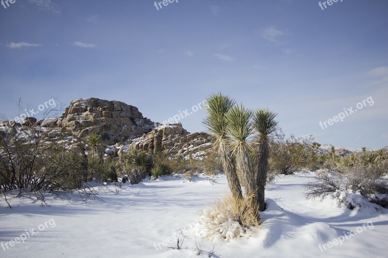 Landscape Scenic Winter Snow Cactus