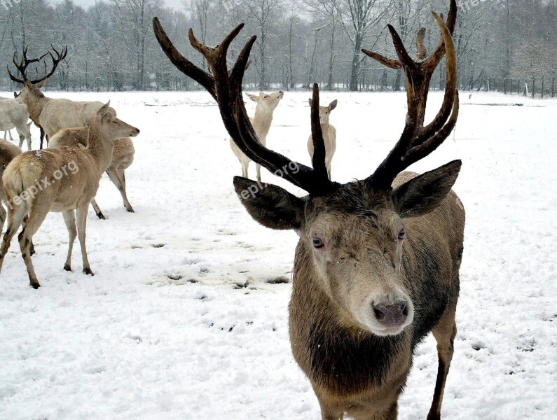 Antler Hirsch Red Deer Wildlife Park Free Deer