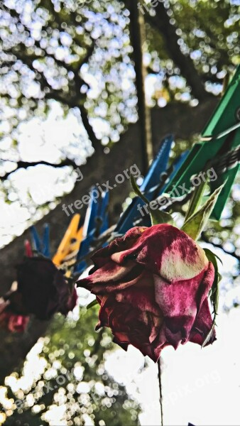 Dried Roses Herbarium Prischebki Tree