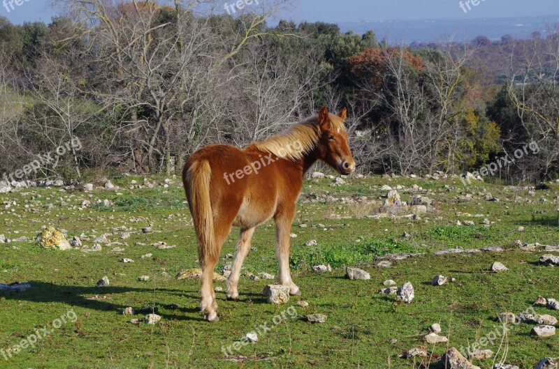 Horse Campaign Farm Horses Prairie