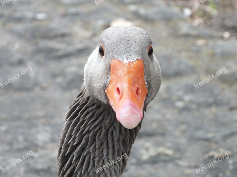 Goose Bird Geese Wild Goose Water Bird