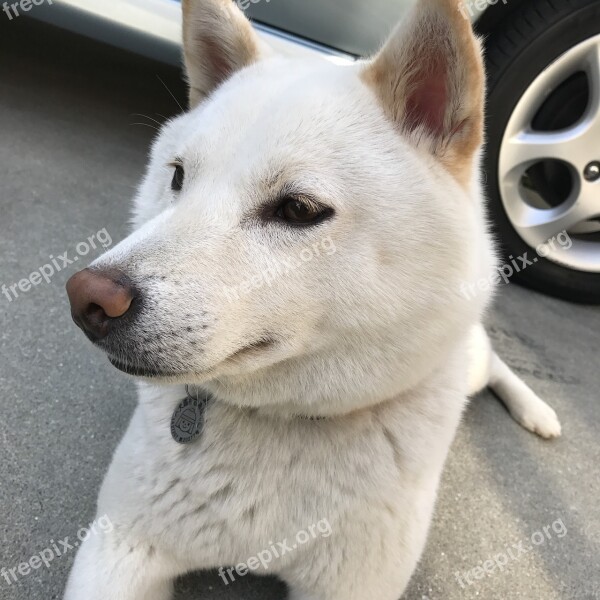 Cute Japan Comfort Animal Nose