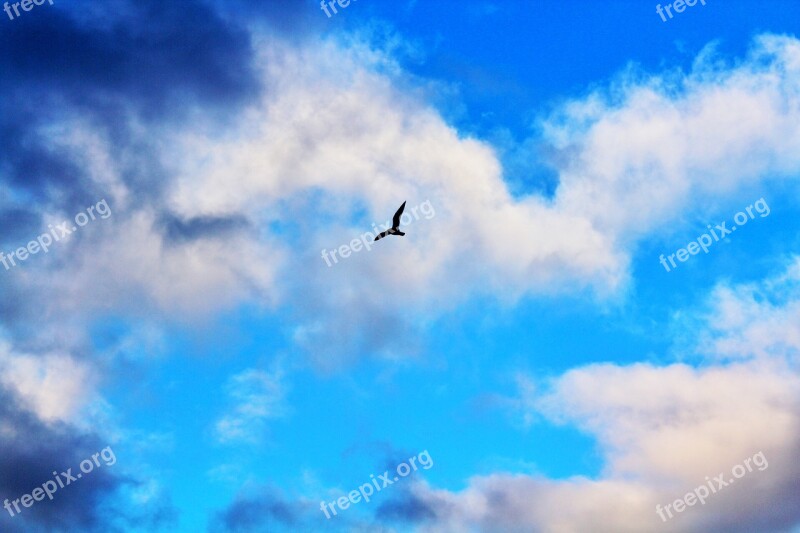 Bird Fly Nature Winged Feathered