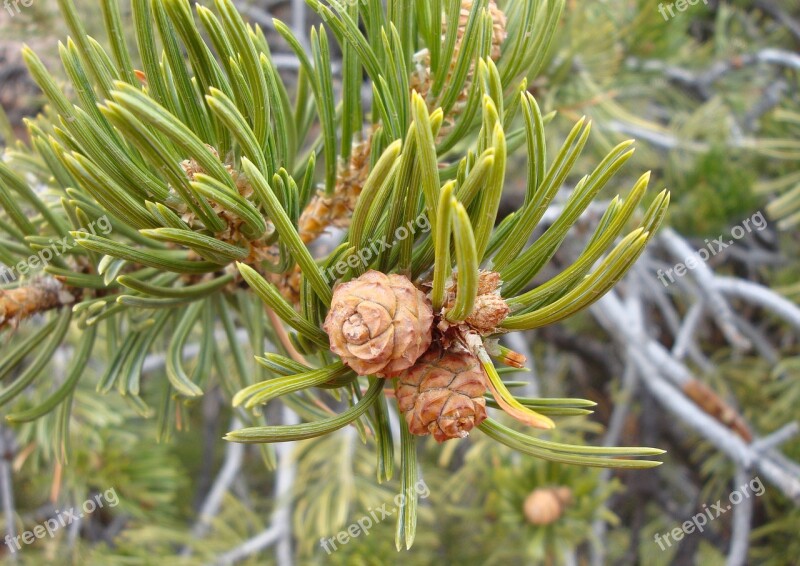 Needles Fir Pine Needles Pinecones Cones