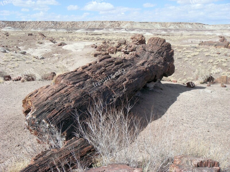 Petrified Forest National Park Petrified Fossils National Park America