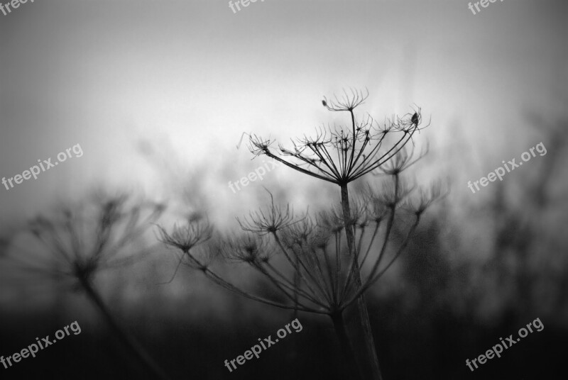 Hogweed Flower Black And White Free Photos