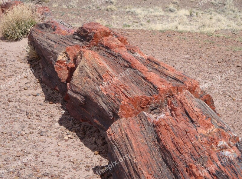 Petrified Forest National Park Petrified Fossils National Park America