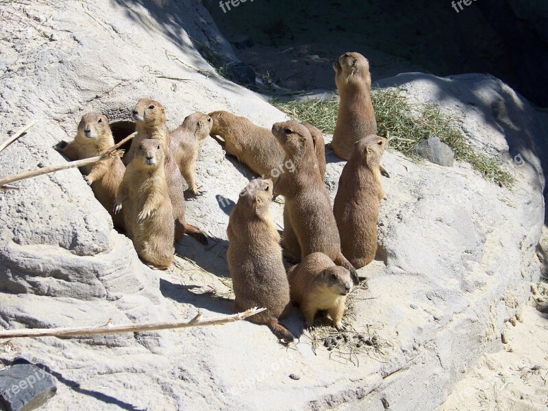 Prairie Dogs Zoo Mammal Animal World Animal