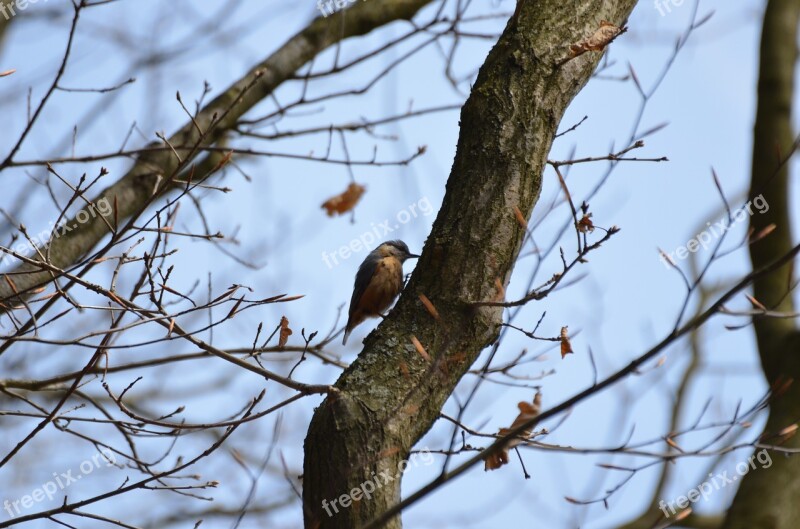 Kleiber Bird Log Songbird Free Photos