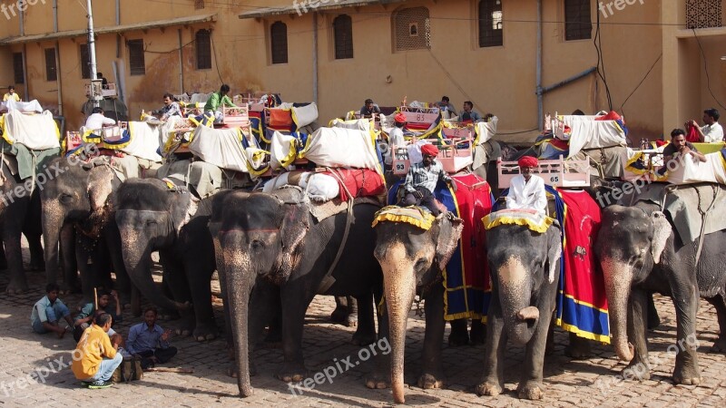 India Jaipur Fort Elephants Turban Tourist