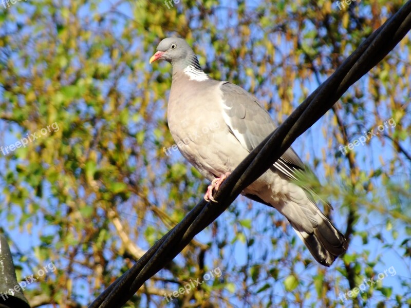 Dove Ringdove Bird Nature Plumage