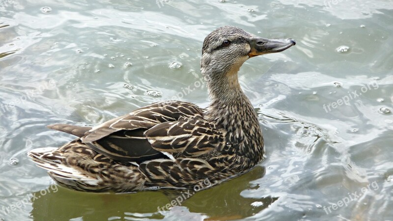 Duck Bird Wild Duck Feathers Water