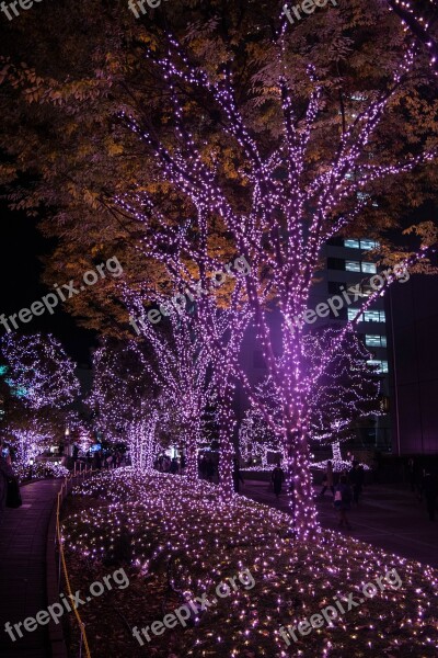 Night View Plants Night Tourism Tourist Destination