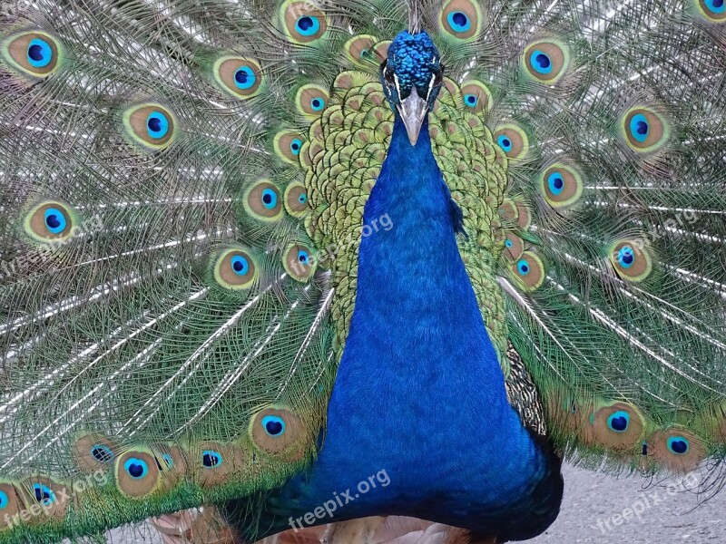 Peacock Animals Colors Bird Tail