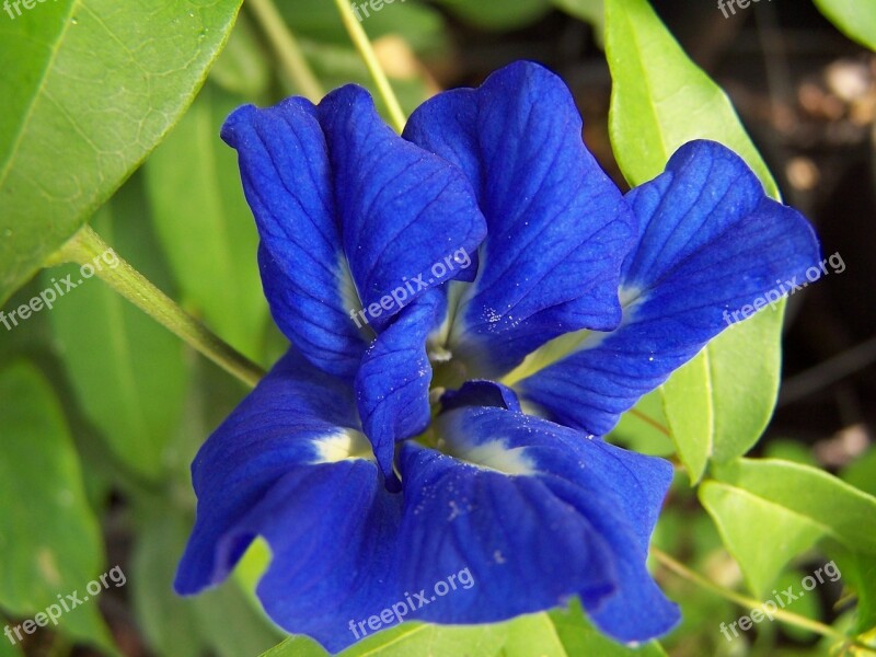 Clitoria Flower Tropicale Free Photos