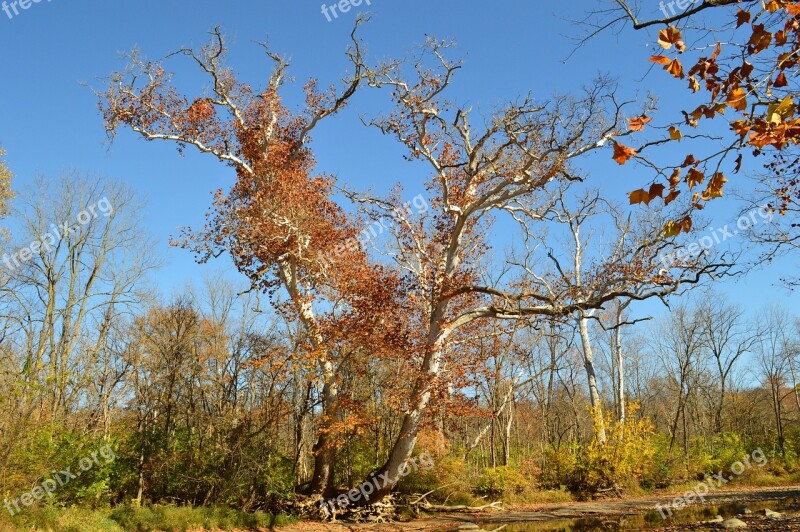 Tree Majestic Scenic Season Autumn