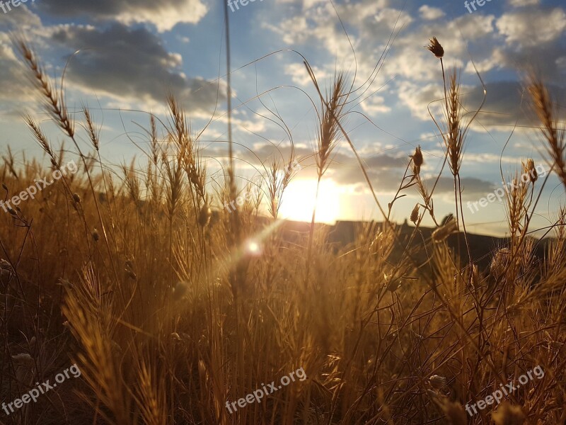 Cappadocia Wheat Of Virgo Cavusin Free Photos