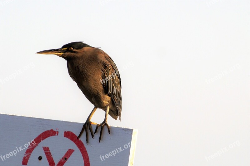 Heron Variable Water Bird Beak Long Lurking