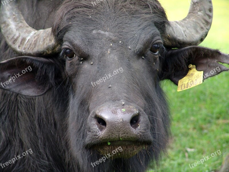 Buffalo Water Buffalo Wild Animals Beef Free Photos