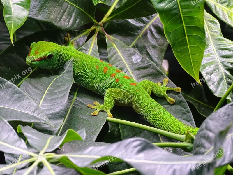 The Gecko Lizard Animals Green Free Photos