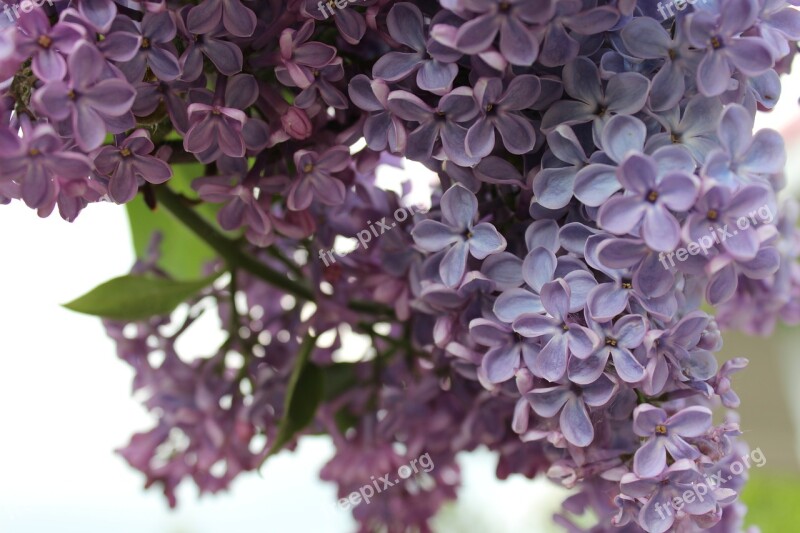 Flower Flowers Lilac Wild Flowers Summer Flowers