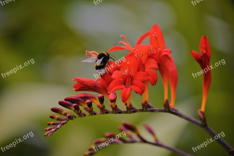 Foraging Bourdon Insect Nature Summer