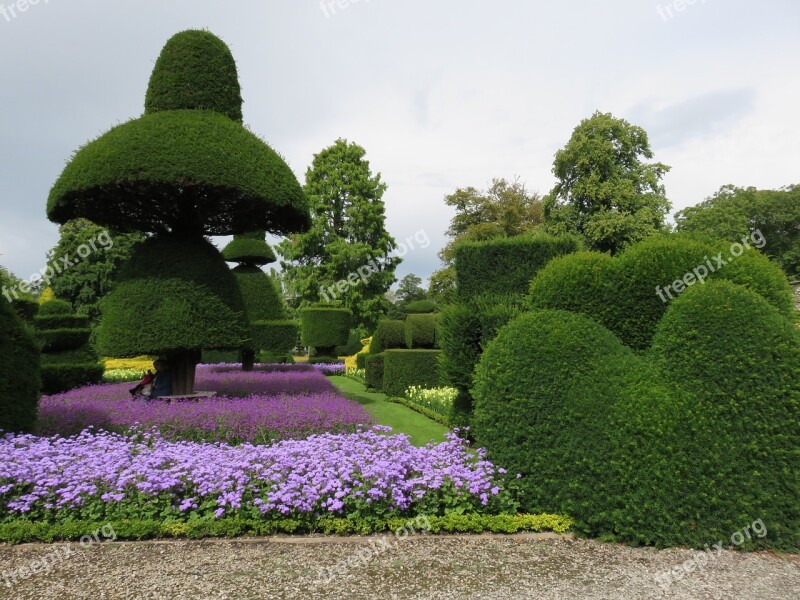 Topiary Hedge Formal Garden Shrub