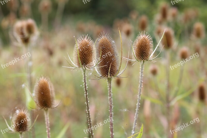 Teazel Plant Teasel Nature Flower