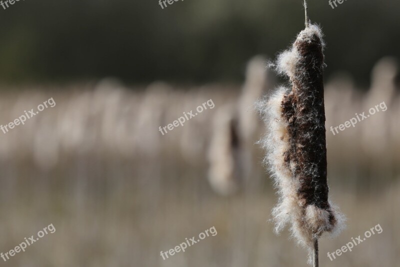 Bulrush Bulrushes Plant Wetland Pond