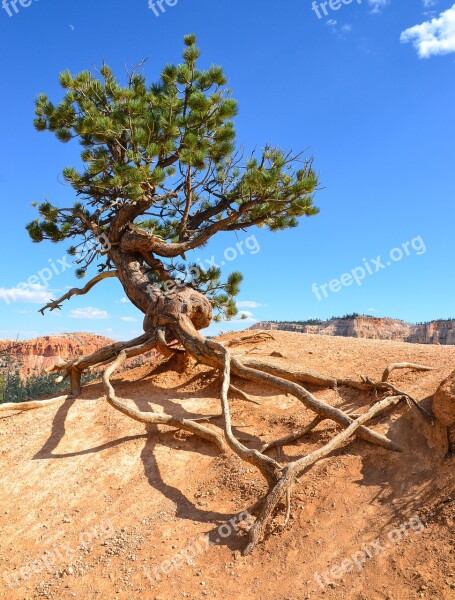 Bryce Canyon Hoodos Tree Usa National Park