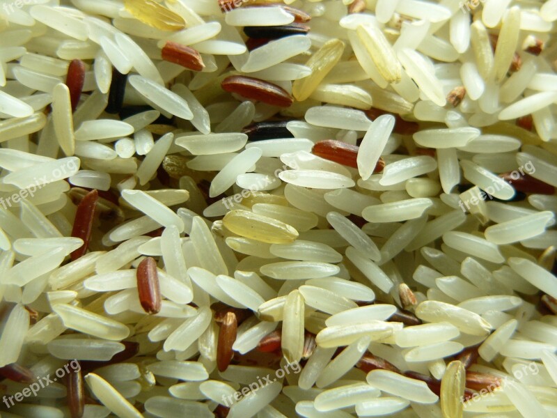 Rice Seed Food Plant Grain