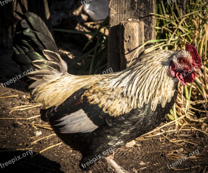 Cock Animal Chicken Poultry Rooster