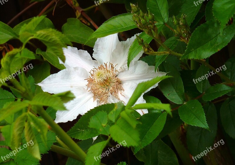 Clematis Hahnenfußgewächs Prevalence Rose Hellebore Anemone Blanda