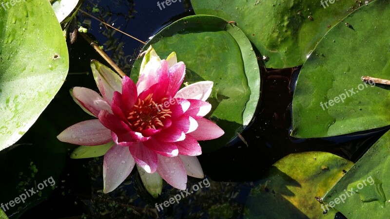 Water Lily Ditch Summer Free Photos