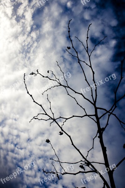 Branch Tree Reverse Light Sky Cloud