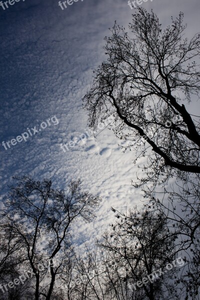 Tree Branch Ganesh Sky Silhouette