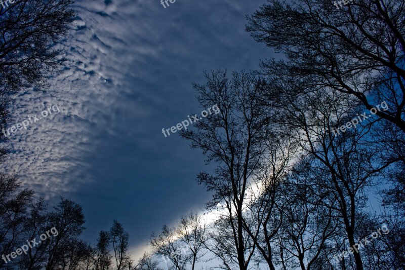 Tree Branch Reverse Light Leaves Sky