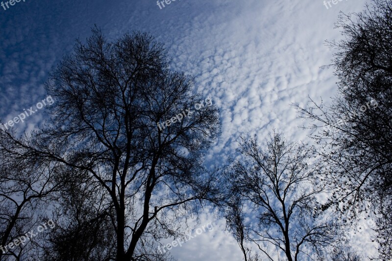 Branch Tree Reverse Light Nature Sky