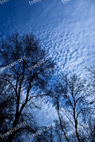 Tree Branch Cloud Reverse Light Sky