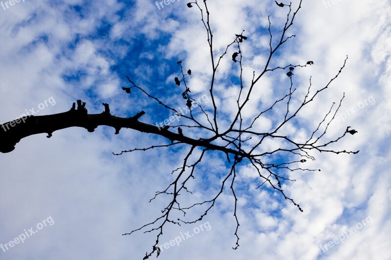 Branch Tree Reverse Light Nature Cloud