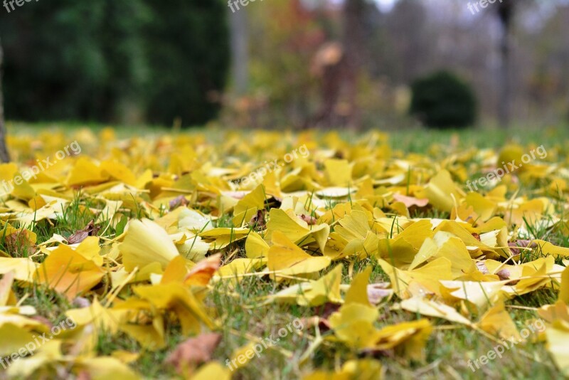 Foliage Falling Autumn Ginkgo Yellow Leaves