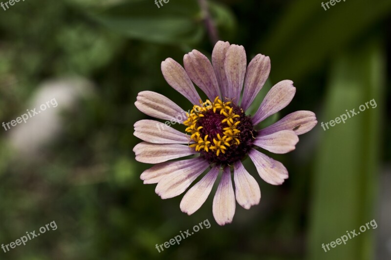 Flower Daisy Flowers Nature Purple Flowers