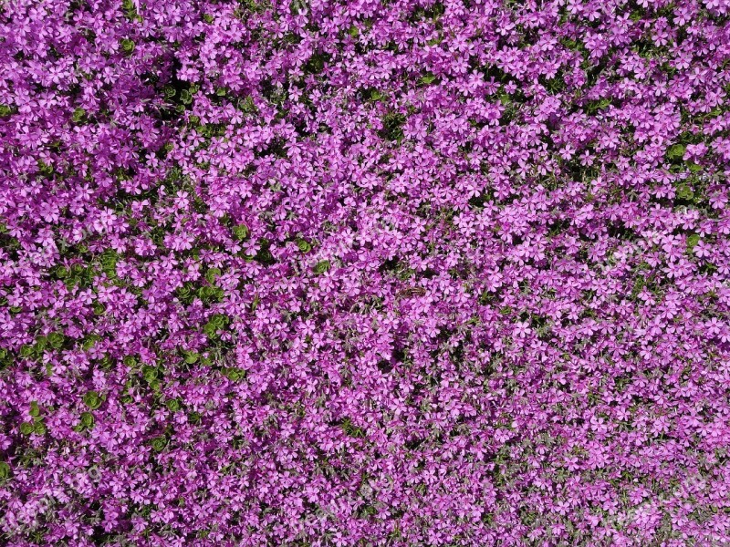 Plant Stone Garden Violet Carpet Free Photos