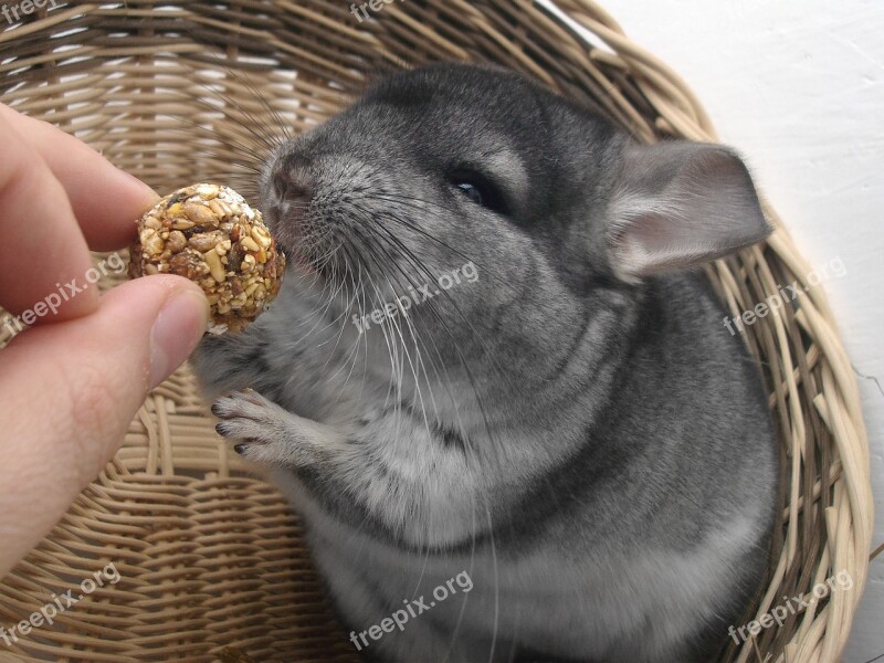 Chinchilla Rodent Pet Fur Animal