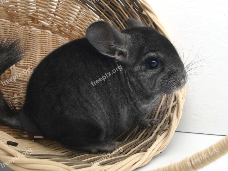 Chinchilla Rodent Pet Fur Animal