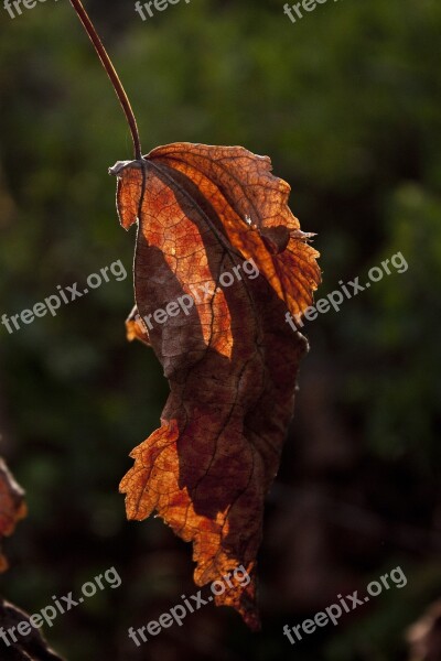 Light Leaves Reverse Light Plant Branch