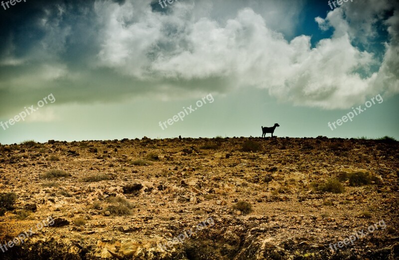 Wilderness Goat Stormy Rocks Desert